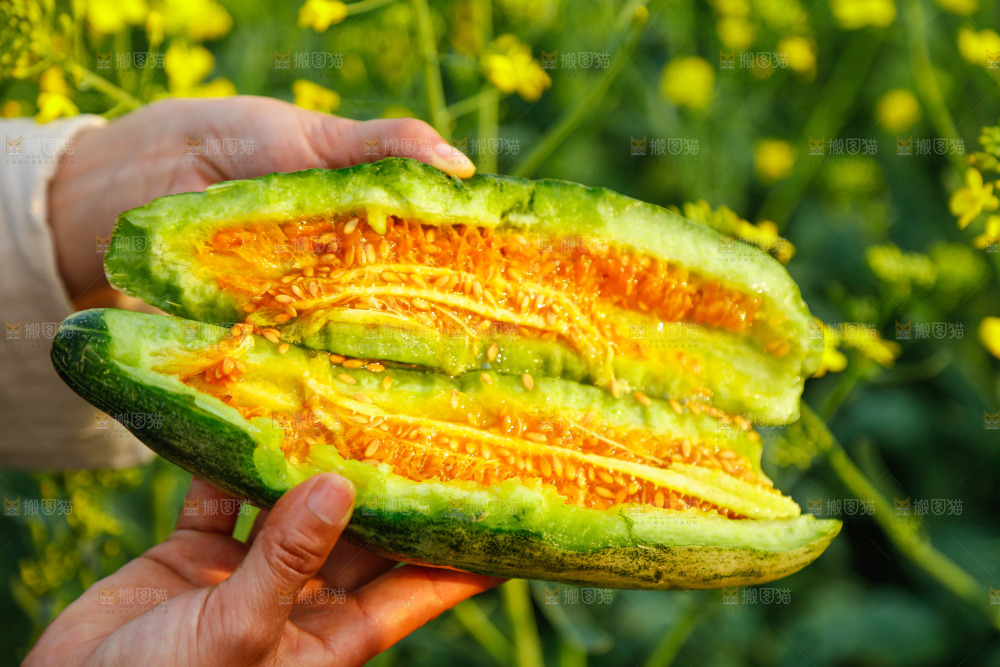 手里拿着羊角蜜甜瓜