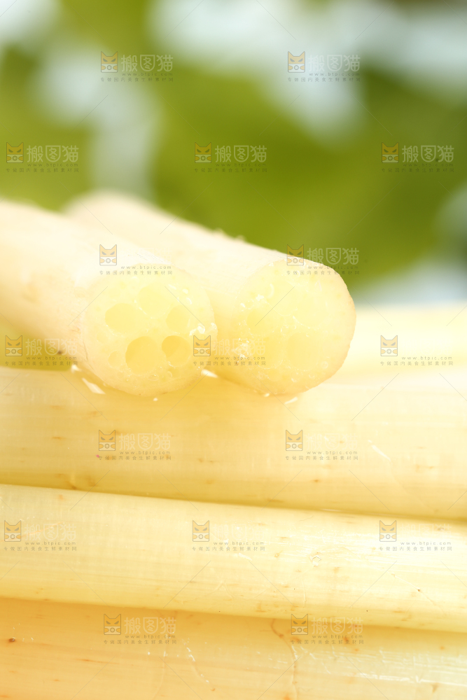 浅底上的藕带