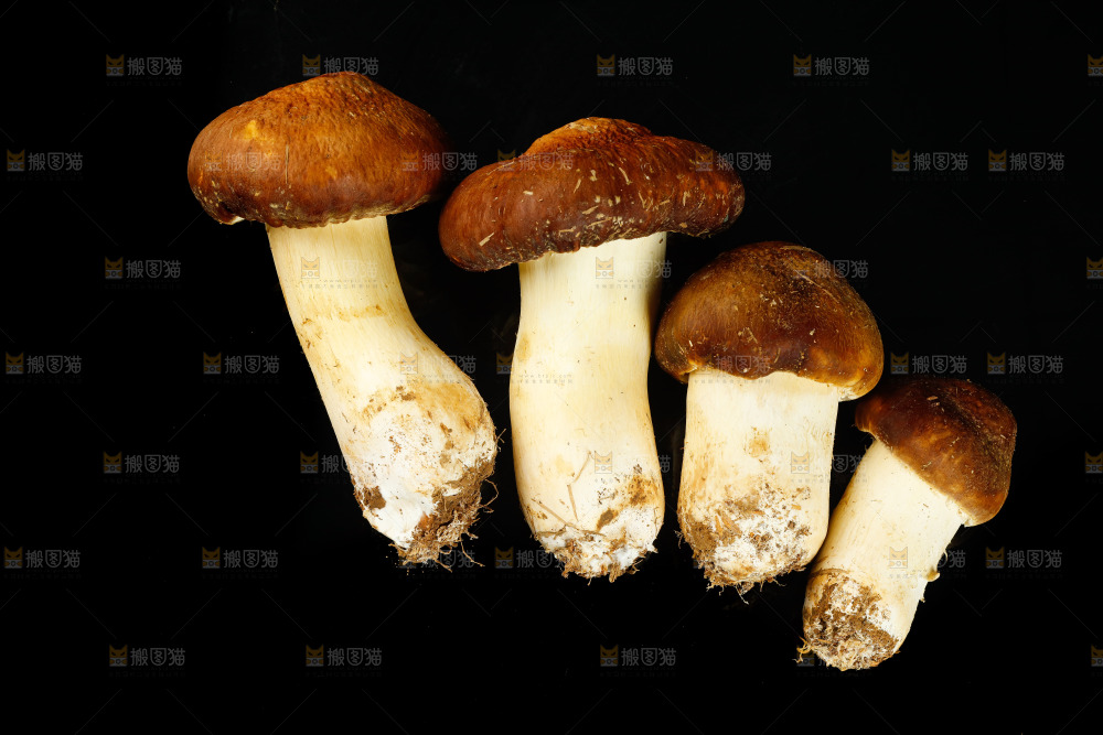 黑底上的新鲜松茸菇
