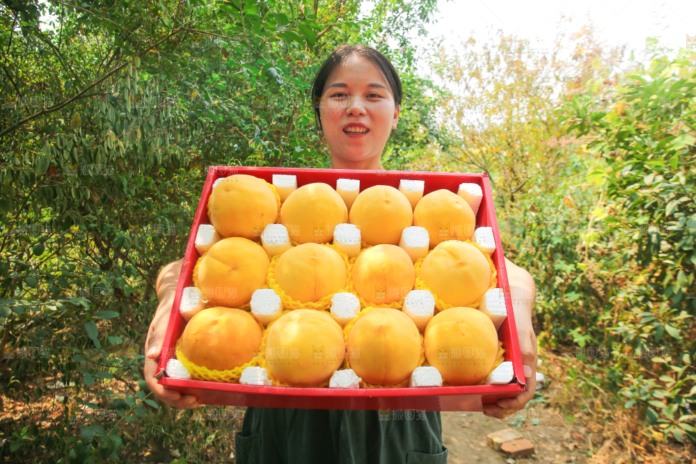 手里拿着炎陵黄桃