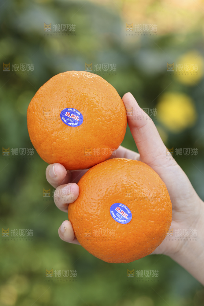 手里拿着进口澳柑