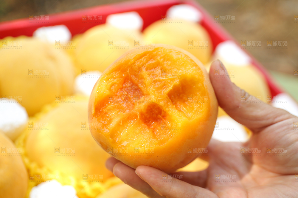 手里拿着炎陵黄桃