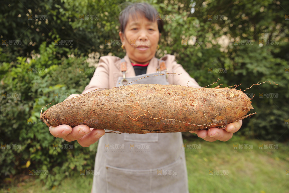 手里拿着灵芝山药