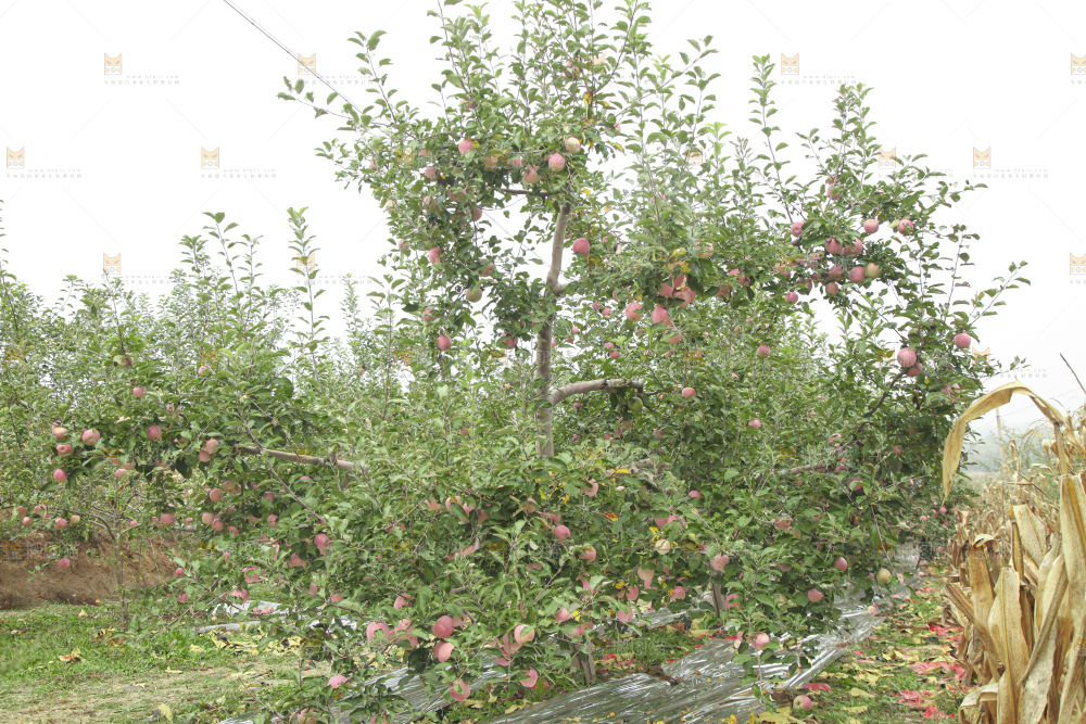 苹果树