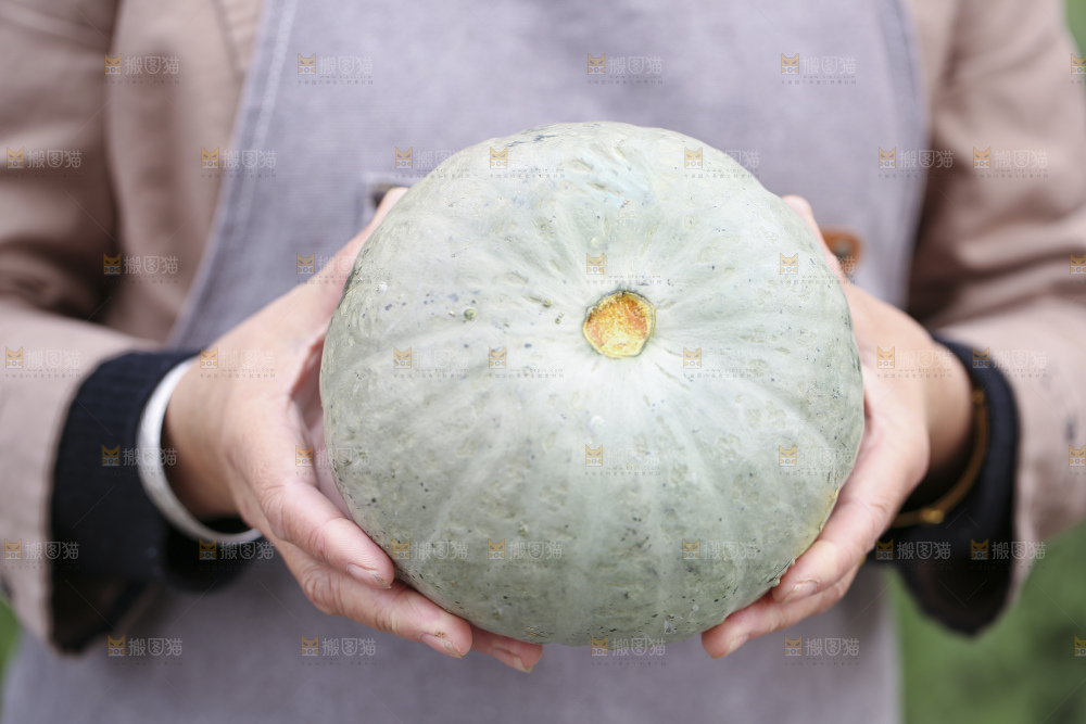 手里拿着银栗南瓜