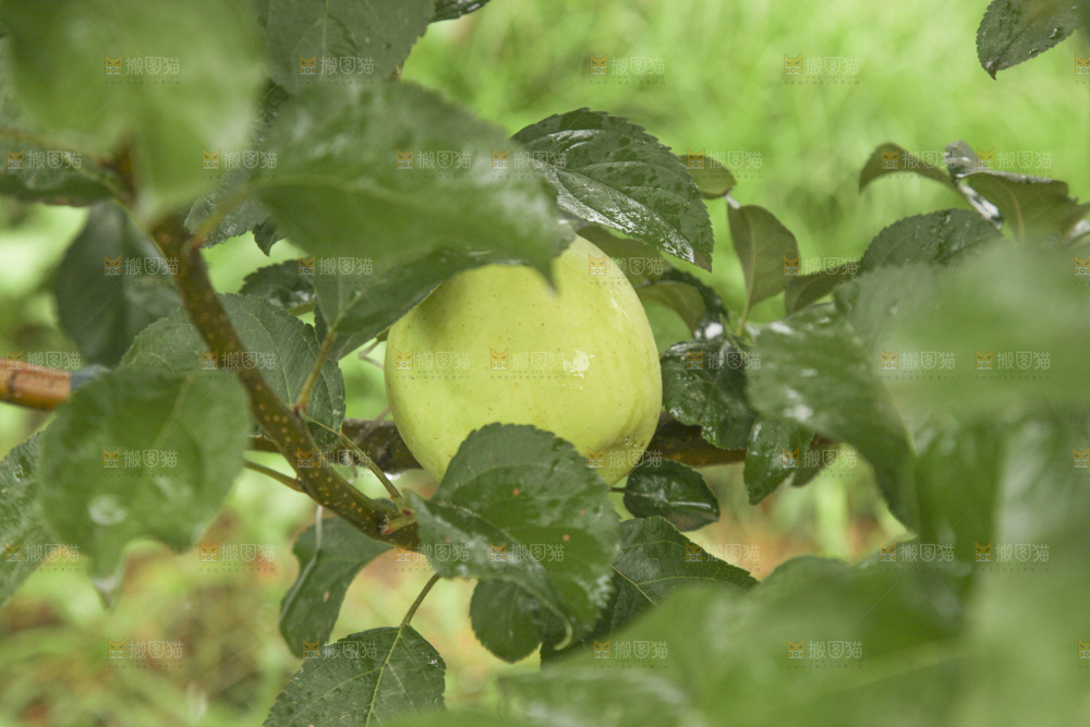 青苹果产地