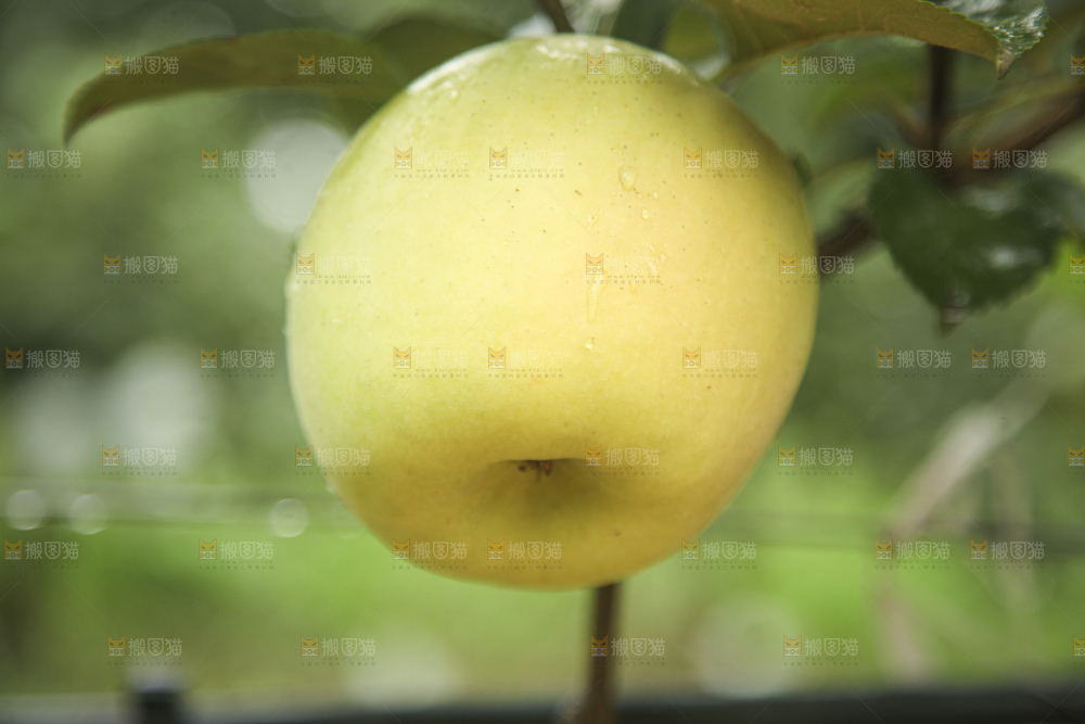 青苹果产地