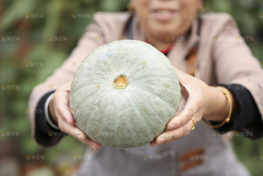 手里拿着银栗南瓜