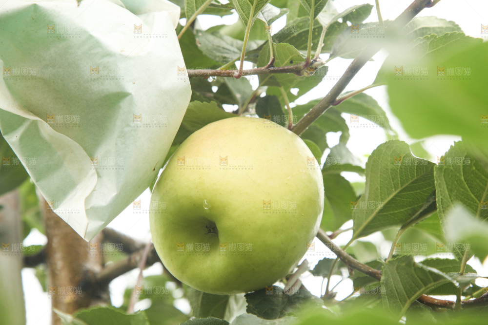 青苹果产地