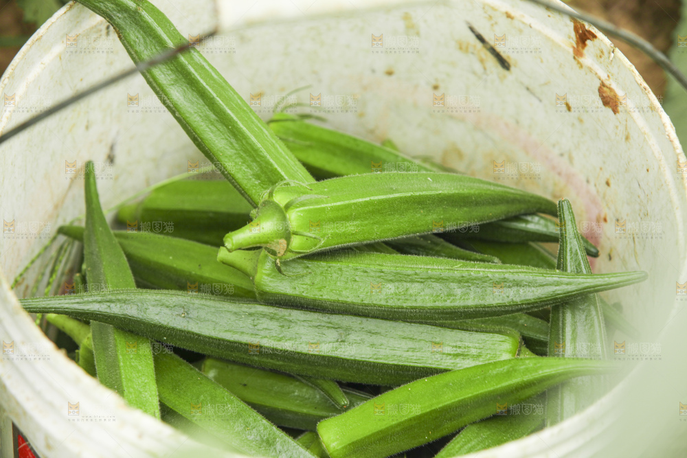 秋葵产地