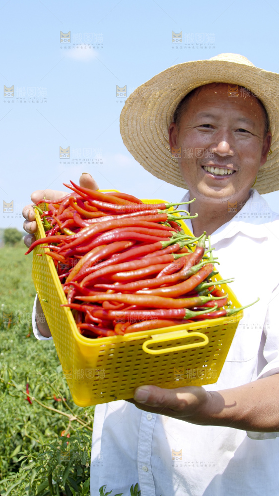 辣椒产地