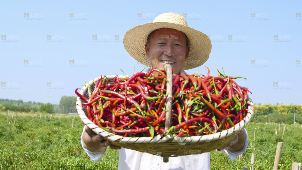 辣椒产地