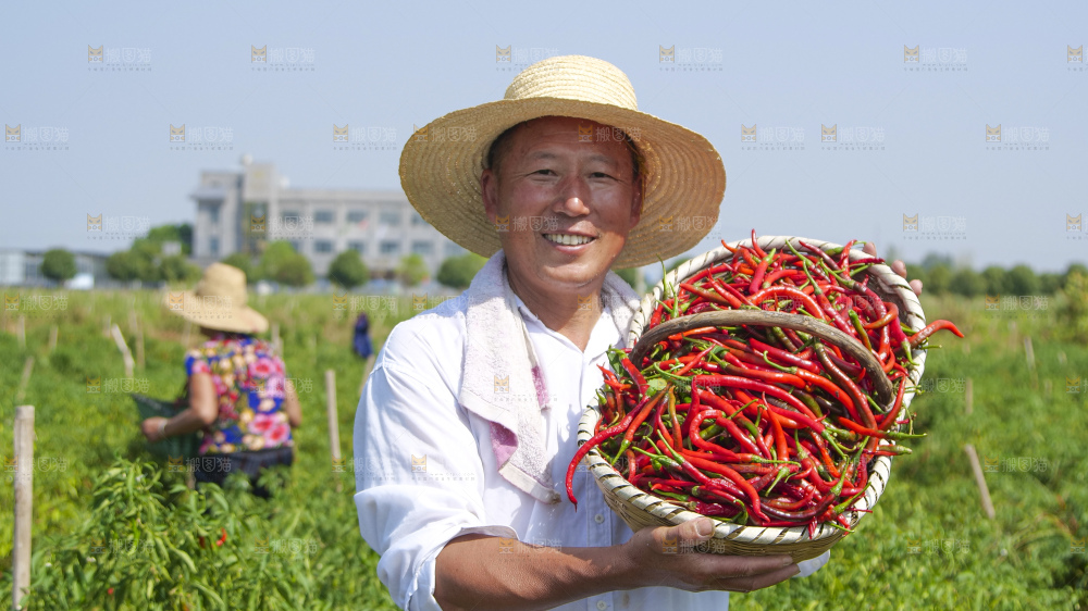 辣椒产地