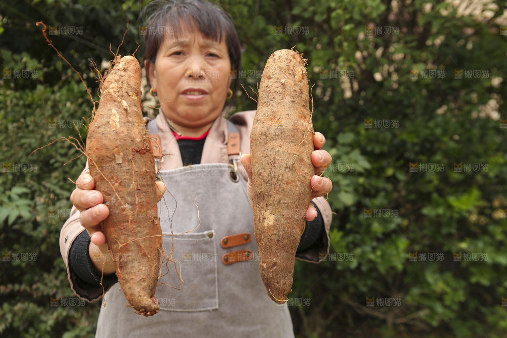 手里拿着灵芝山药