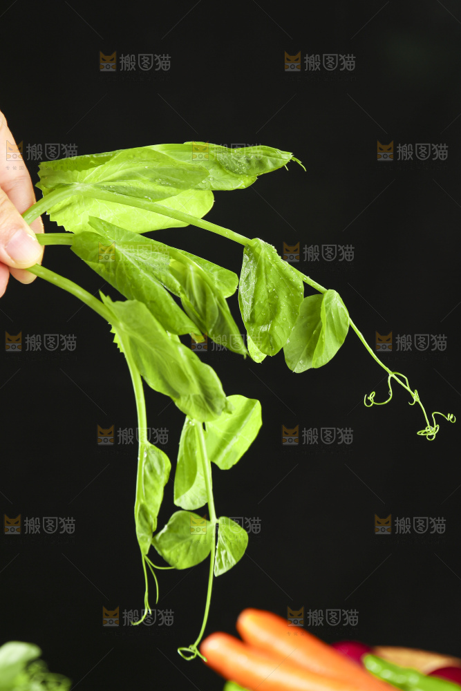深底上的豌豆苗