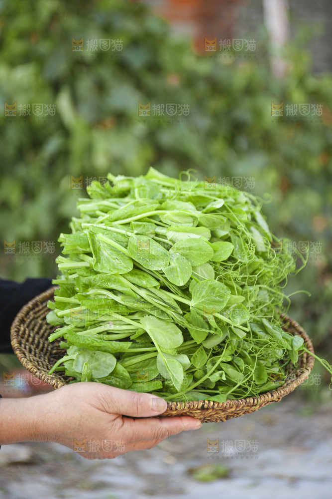 手里拿着豌豆尖