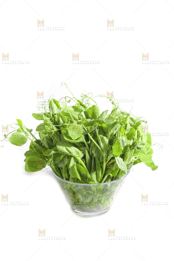 白底上的豌豆苗