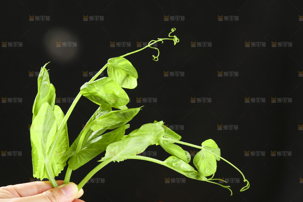深底上的豌豆苗