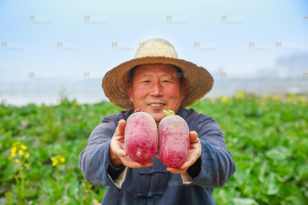 手里拿着紫美人萝卜