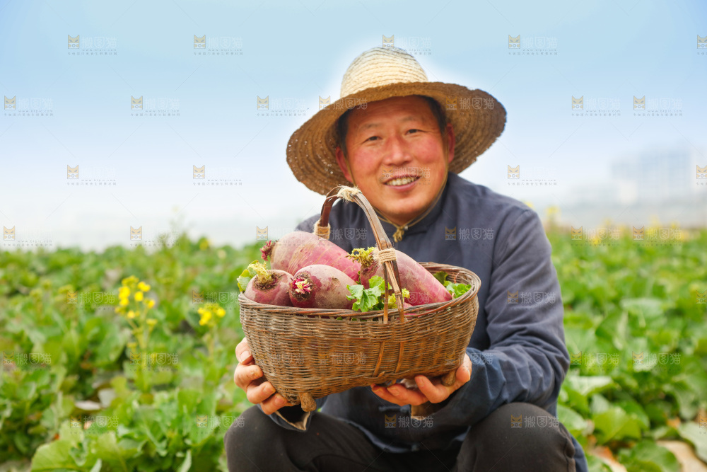 手里拿着紫美人萝卜