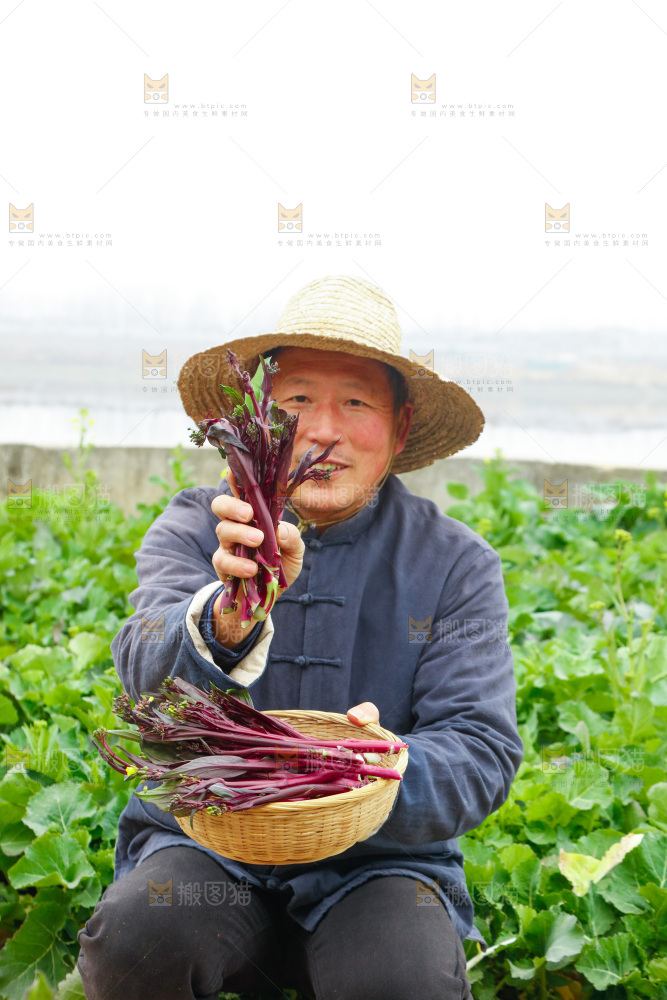 手里拿着紫菜苔