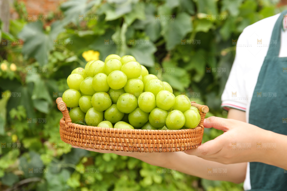 手里拿着阳光玫瑰