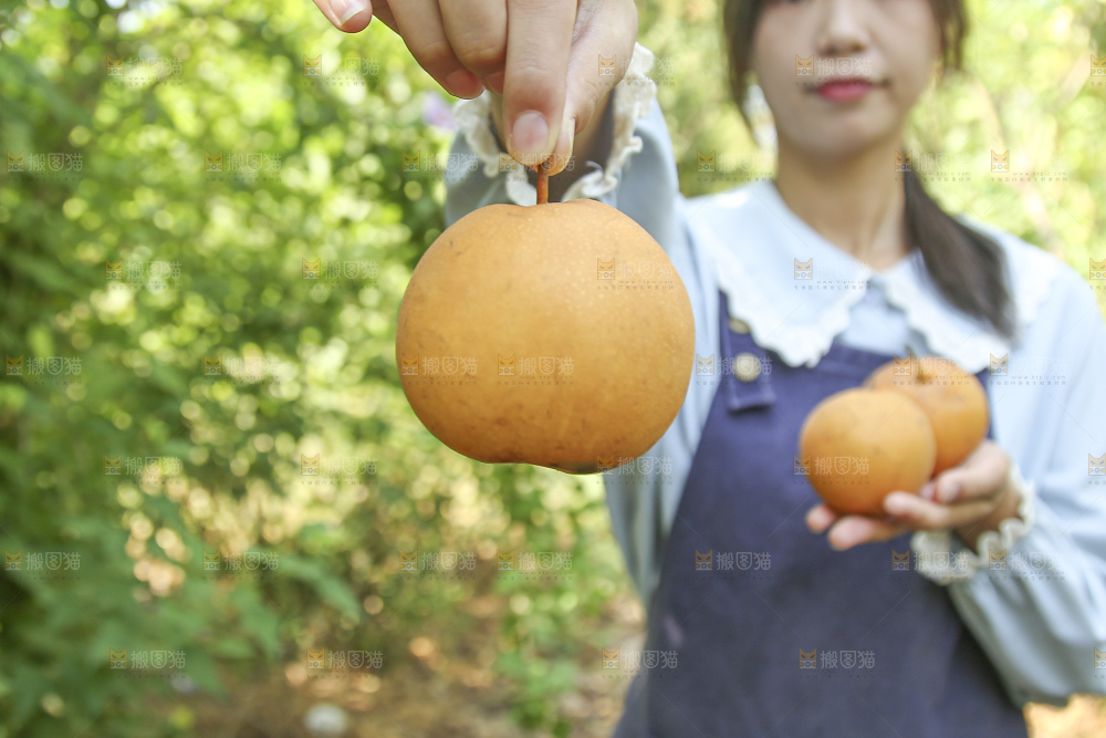 手里拿着莱阳秋月梨