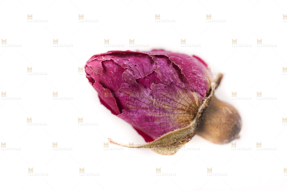 白底上的玫瑰花干