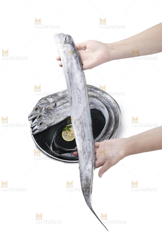 白底上的带鱼