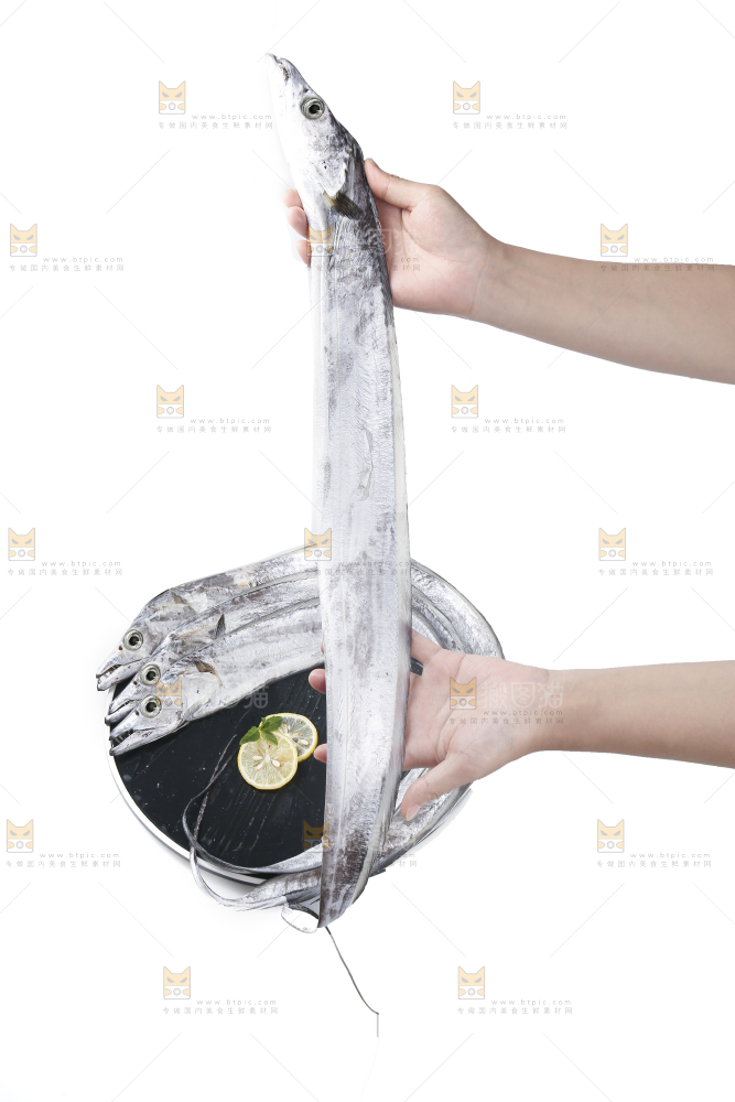 白底上的带鱼