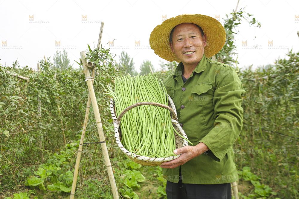 手里拿着鲜嫩长豆角