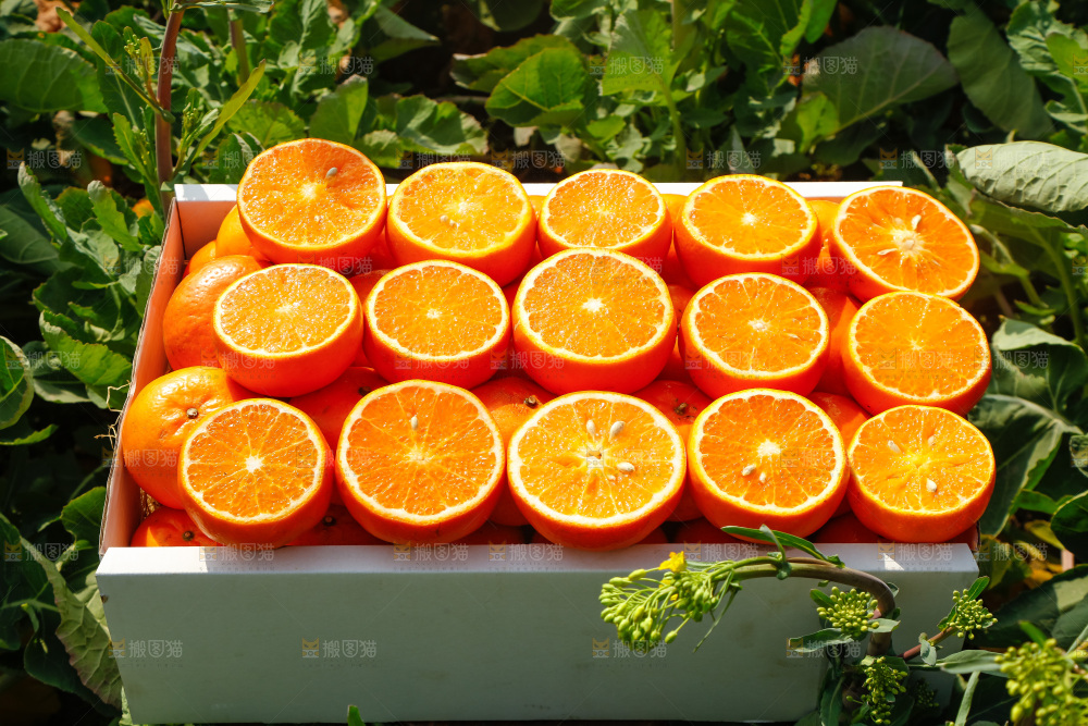 堆放着的新鲜沃柑