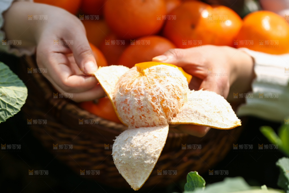 手里拿着新鲜沃柑