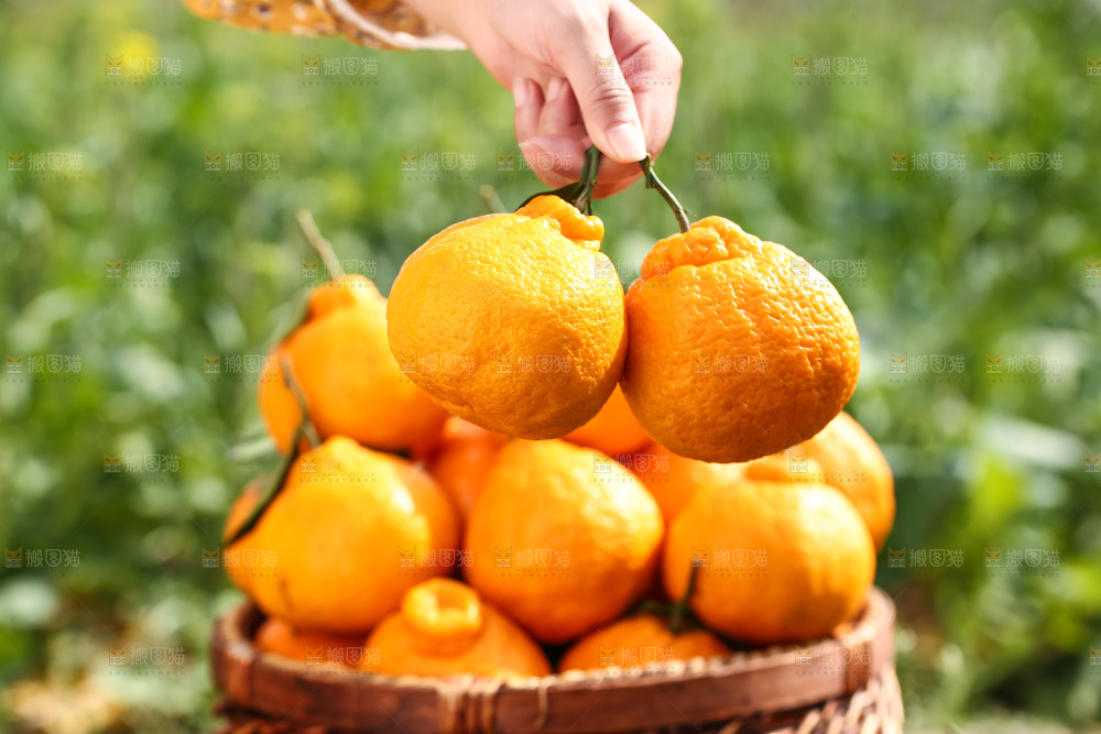 草地上的耙耙柑