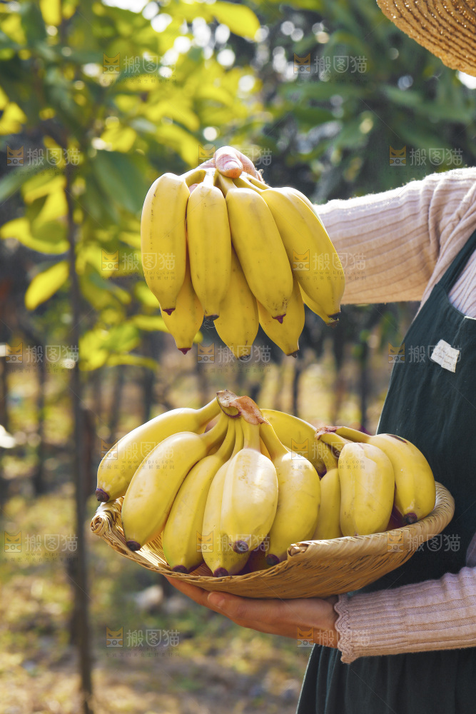 手里拿着广西芭蕉