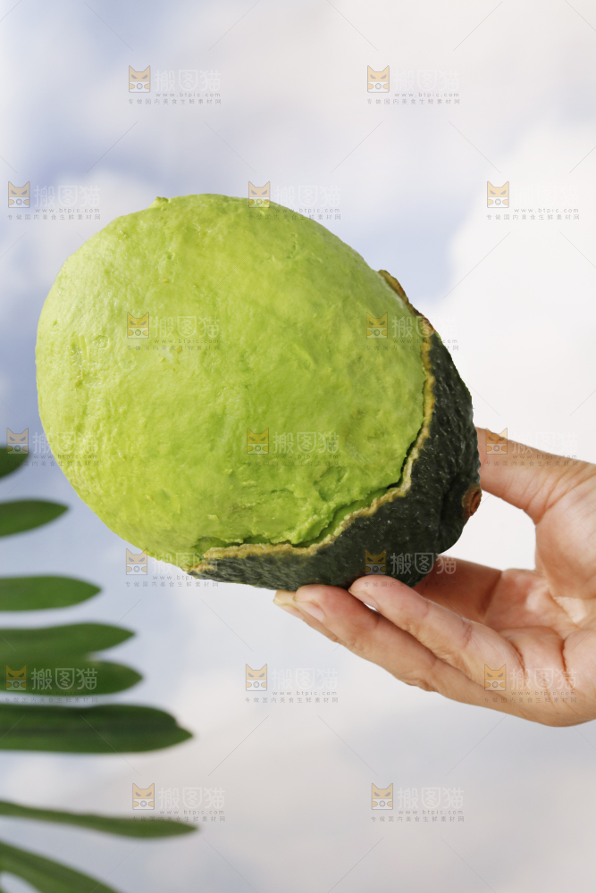 浅底上的巨无霸牛油果
