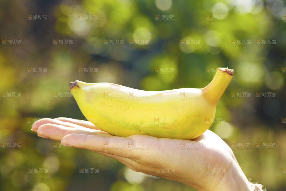 手里拿着广西芭蕉