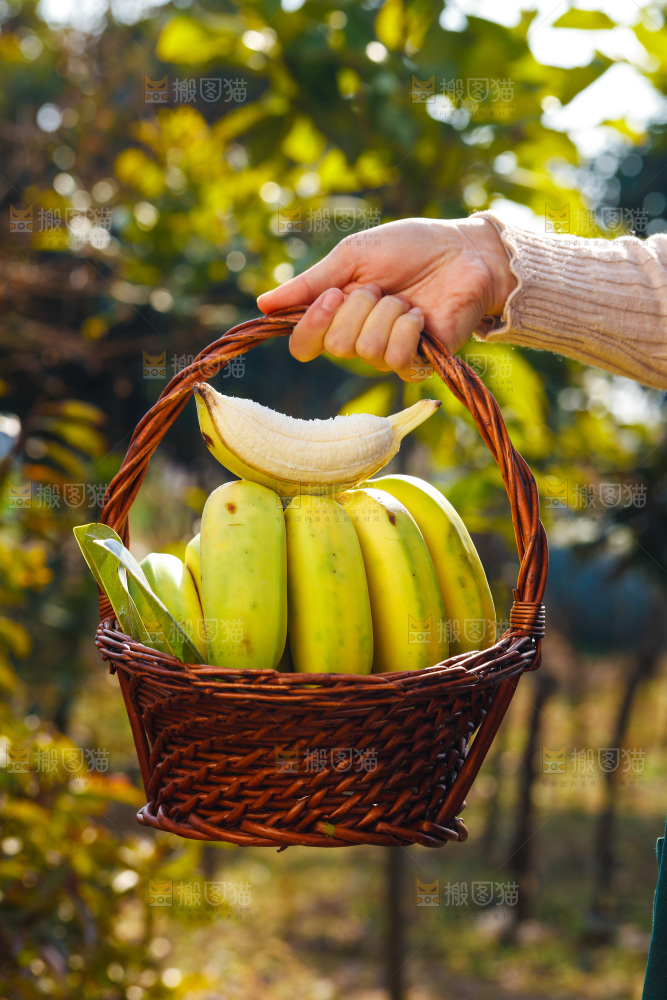 手里拿着广西芭蕉