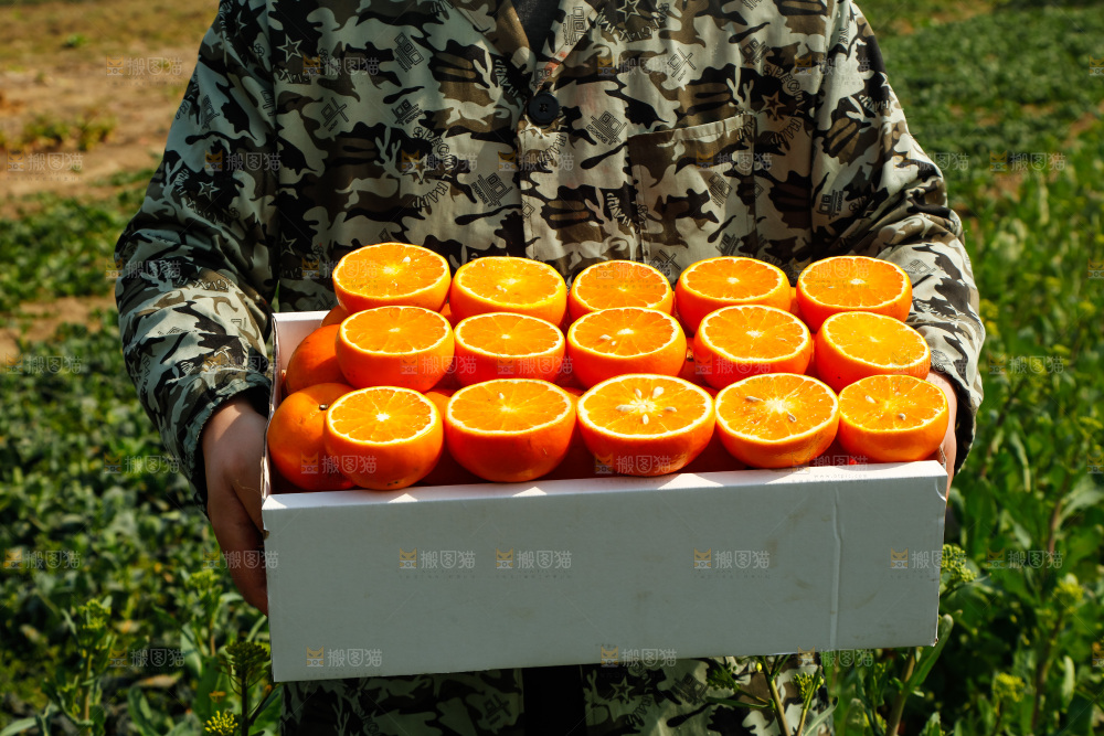 堆放着的新鲜沃柑
