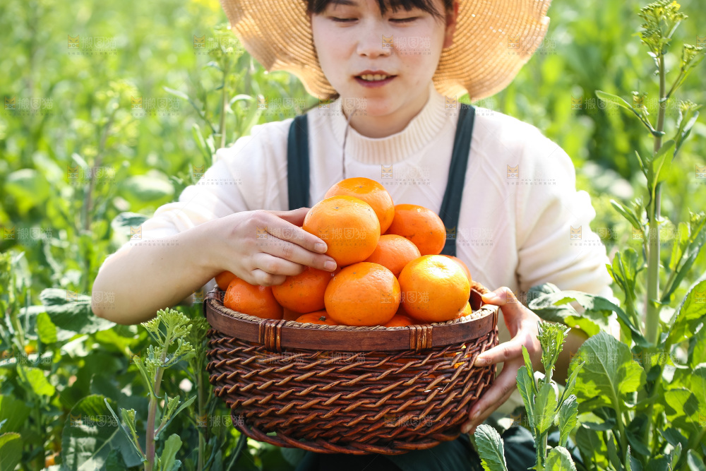 手里拿着新鲜沃柑