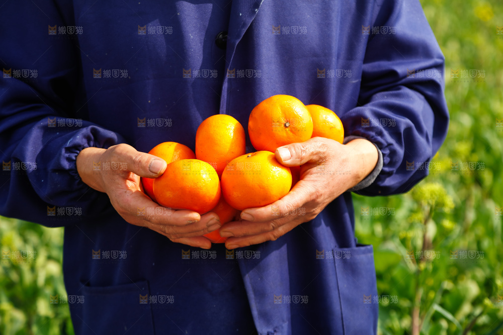 手里拿着沃柑