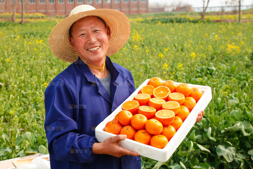 手里拿着沃柑