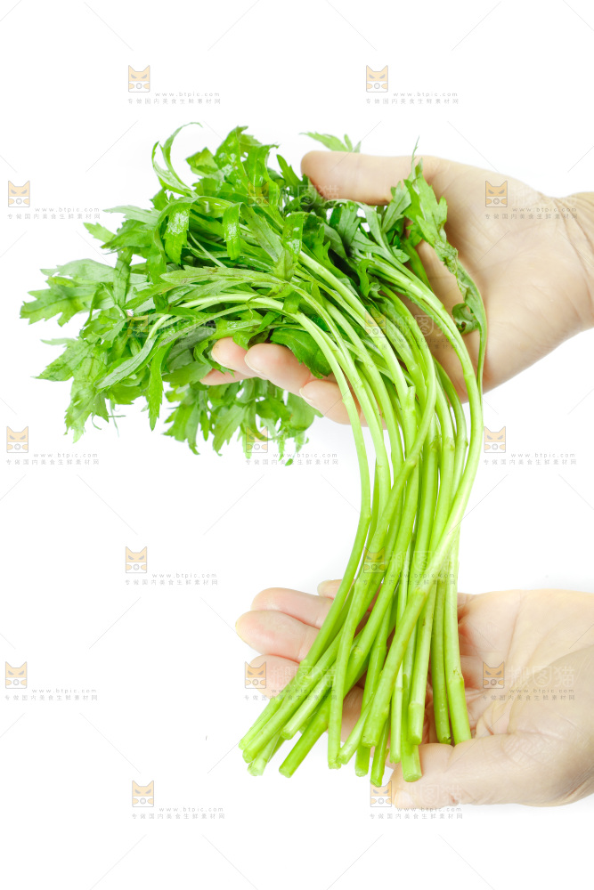 白底上放着藜蒿