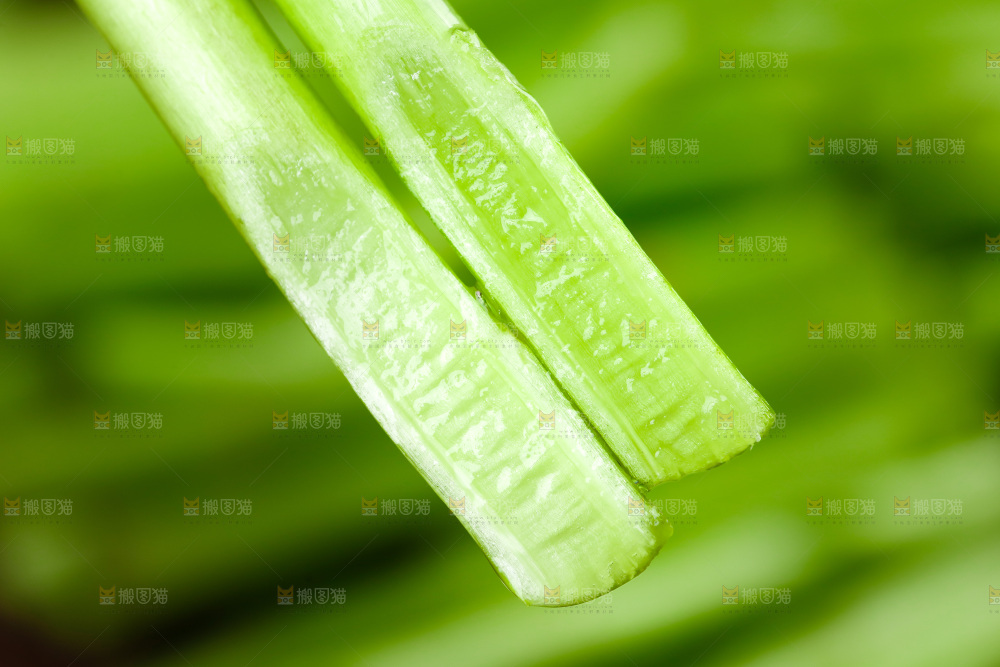 木底上的江西藜蒿
