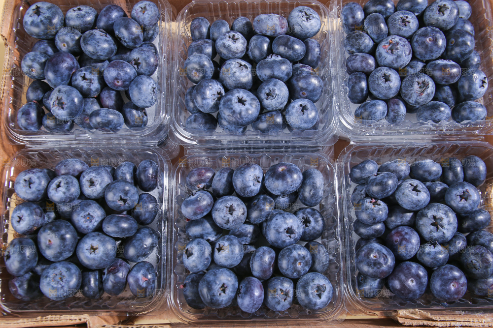 浅底上的新鲜蓝莓