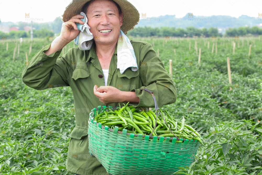 手里拿着现摘线椒
