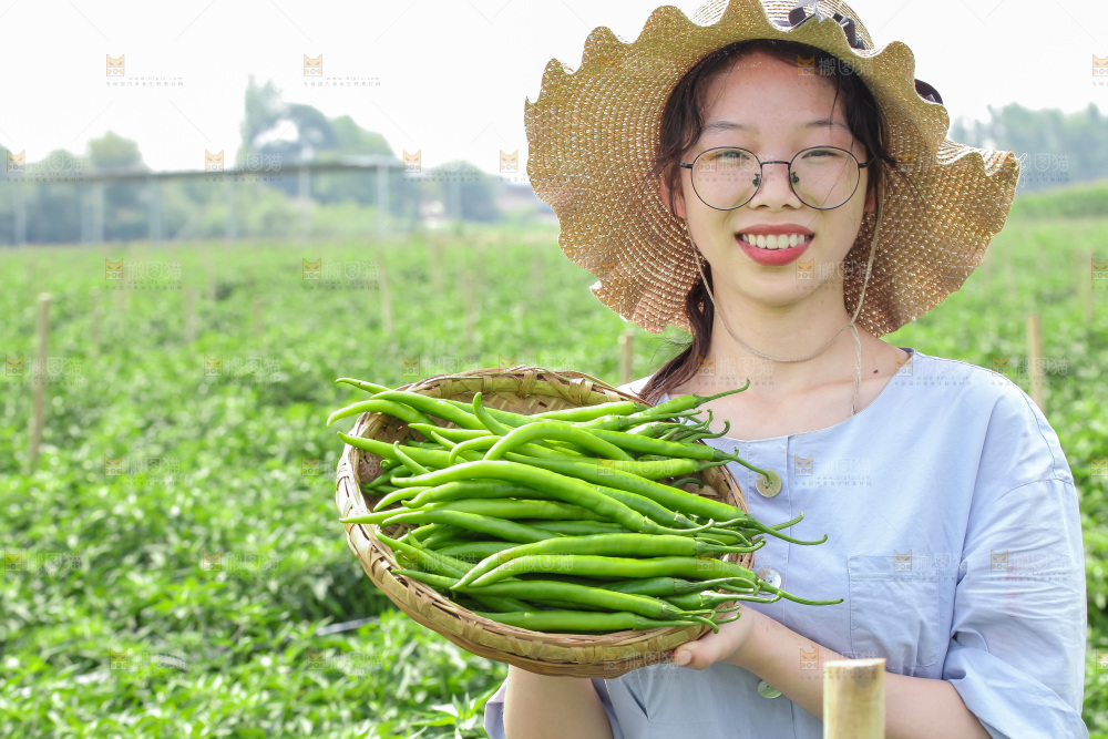 手里拿着现摘线椒
