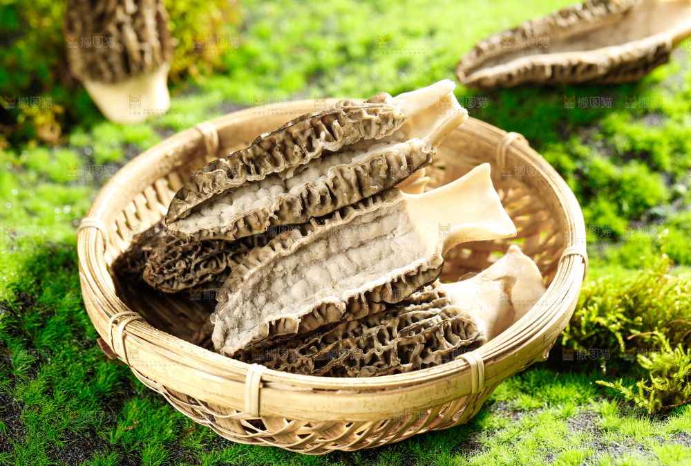 草地上的羊肚菇