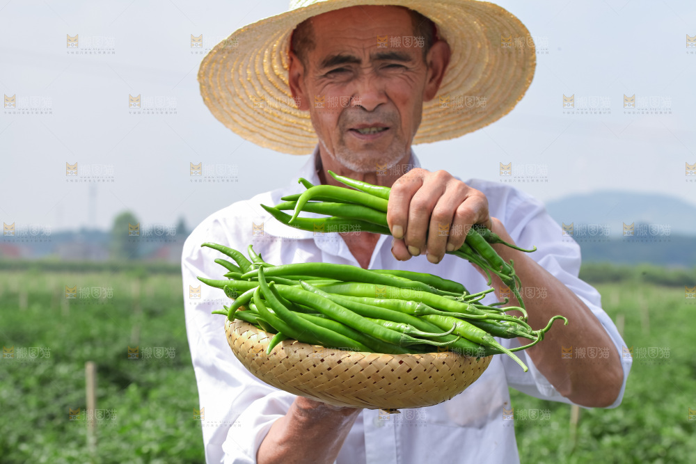 手里拿着现摘线椒