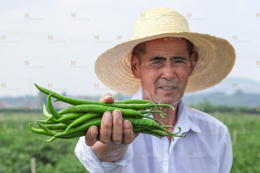 手里拿着现摘线椒